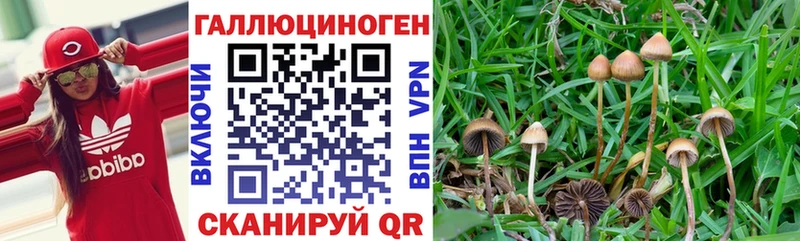 Галлюциногенные грибы GOLDEN TEACHER купить закладку Звенигород